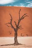 Allace des Baobabs-Marco Tagliarino-Framed Photographic Print