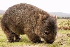 Wombat-marco3t-Photographic Print