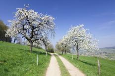 Cherry Blossom in the Eggenen Valley Near Obereggen-Marcus-Photographic Print