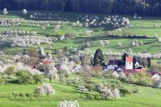 Cherry Blossom in the Eggenen Valley Near Obereggen-Marcus-Photographic Print