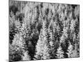 Wood Mount