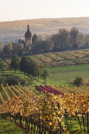 Vineyards in Autumn, German Wine Route, Pfalz, Rhineland-Palatinate, Germany, Europe