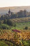 View over the Vineyards to Weyher in Autumn-Marcus Lange-Photographic Print