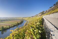 Vineyards in Autumn, German Wine Route, Pfalz, Rhineland-Palatinate, Germany, Europe-Marcus Lange-Photographic Print