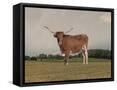 Framed Canvas