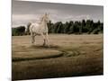 Wood Mount