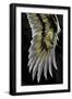 Black Frame