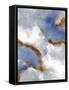 Framed Canvas