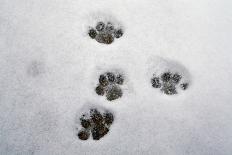 Domestic Cat, footprints in snow covered garden, Bacton, Suffolk-Marcus Webb-Stretched Canvas