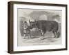 Mardi Gras, at Paris, the Fat Ox Uncle Tom-null-Framed Giclee Print