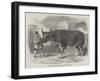 Mardi Gras, at Paris, the Fat Ox Uncle Tom-null-Framed Giclee Print