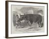 Mardi Gras, at Paris, the Fat Ox Uncle Tom-null-Framed Giclee Print