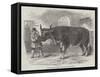 Mardi Gras, at Paris, the Fat Ox Uncle Tom-null-Framed Stretched Canvas