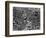 Mardi Gras Revelers Gather at St. Charles Street-null-Framed Photographic Print