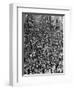 Mardi Gras Revelers Gather at St. Charles Street-null-Framed Photographic Print