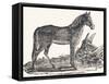 Mare, 1850 (Engraving)-Louis Simon (1810-1870) Lassalle-Framed Stretched Canvas