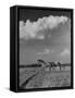 Mare and Colt Running across Open Field, with Billowy Clouds in Sky-Nat Farbman-Framed Stretched Canvas