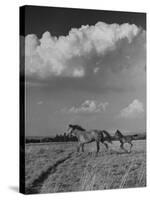 Mare and Colt Running across Open Field, with Billowy Clouds in Sky-Nat Farbman-Stretched Canvas