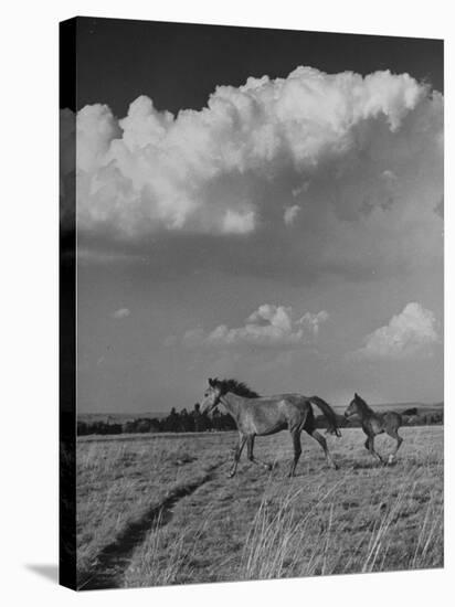 Mare and Colt Running across Open Field, with Billowy Clouds in Sky-Nat Farbman-Stretched Canvas