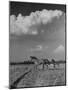 Mare and Colt Running across Open Field, with Billowy Clouds in Sky-Nat Farbman-Mounted Photographic Print