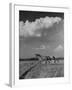 Mare and Colt Running across Open Field, with Billowy Clouds in Sky-Nat Farbman-Framed Photographic Print