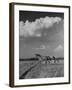 Mare and Colt Running across Open Field, with Billowy Clouds in Sky-Nat Farbman-Framed Photographic Print