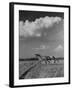 Mare and Colt Running across Open Field, with Billowy Clouds in Sky-Nat Farbman-Framed Photographic Print