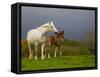 Mare and Foal, Co Derry, Ireland-null-Framed Stretched Canvas