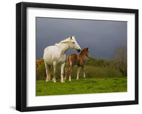 Mare and Foal, Co Derry, Ireland-null-Framed Photographic Print