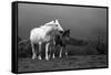 Mare and Foal, Co Derry, Ireland-null-Framed Stretched Canvas