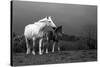 Mare and Foal, Co Derry, Ireland-null-Stretched Canvas