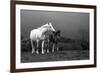 Mare and Foal, Co Derry, Ireland-null-Framed Photographic Print