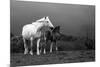 Mare and Foal, Co Derry, Ireland-null-Mounted Photographic Print