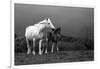 Mare and Foal, Co Derry, Ireland-null-Framed Photographic Print