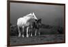 Mare and Foal, Co Derry, Ireland-null-Framed Photographic Print