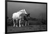 Mare and Foal, Co Derry, Ireland-null-Framed Photographic Print