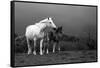 Mare and Foal, Co Derry, Ireland-null-Framed Stretched Canvas