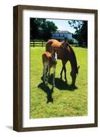 Mare and Foal I-Alan Hausenflock-Framed Photographic Print