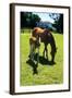 Mare and Foal I-Alan Hausenflock-Framed Photographic Print