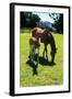 Mare and Foal I-Alan Hausenflock-Framed Photographic Print