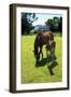 Mare and Foal II-Alan Hausenflock-Framed Photographic Print
