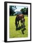 Mare and Foal II-Alan Hausenflock-Framed Photographic Print