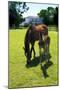 Mare and Foal II-Alan Hausenflock-Mounted Photographic Print