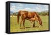 Mare and Foal in Pasture-null-Framed Stretched Canvas