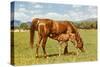 Mare and Foal in Pasture-null-Stretched Canvas