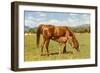 Mare and Foal in Pasture-null-Framed Art Print