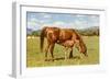 Mare and Foal in Pasture-null-Framed Art Print