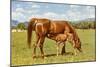 Mare and Foal in Pasture-null-Mounted Art Print