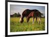 Mare and foal in the Kochelmoos near Benediktbeuern, Upper Bavaria, Bavaria, Germany-null-Framed Art Print