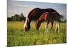 Mare and foal in the Kochelmoos near Benediktbeuern, Upper Bavaria, Bavaria, Germany-null-Mounted Art Print